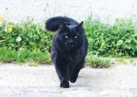 Gardienii au prins o pisică folosită pentru a introduce droguri în pușcărie (Video)