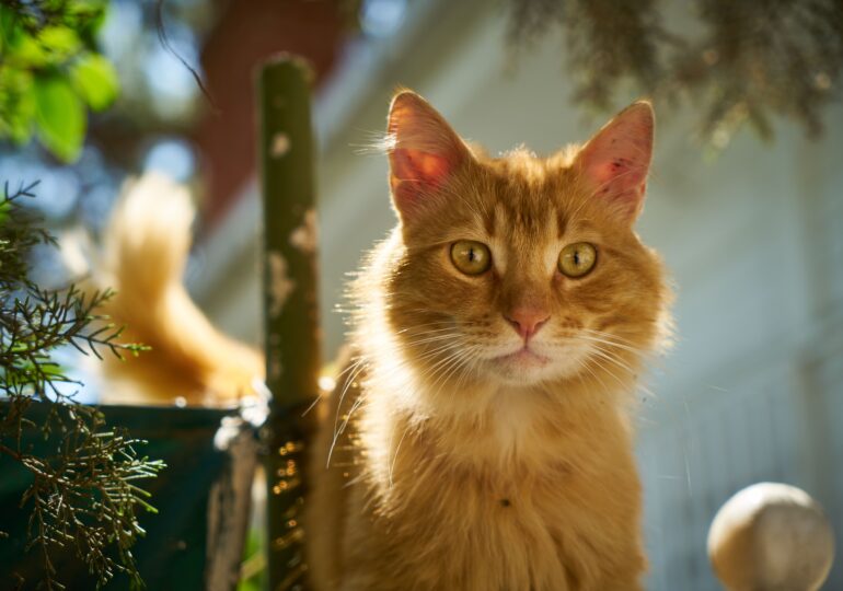 Misterul pisicilor portocalii: De ce sunt atât de simpatice