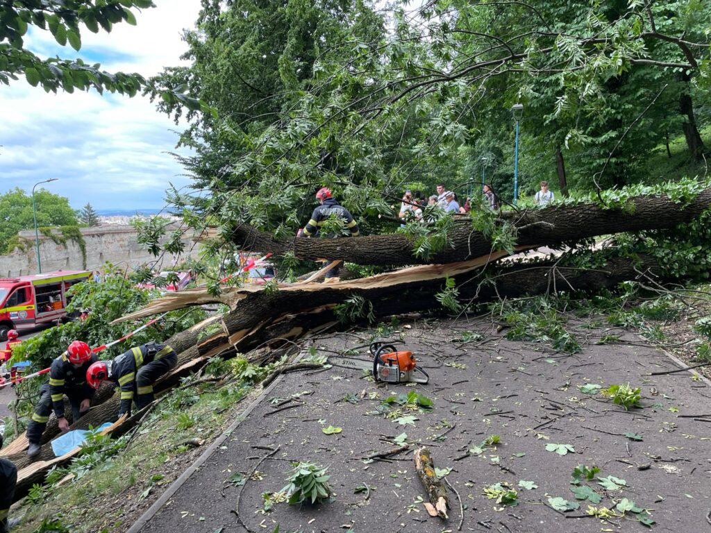 arbore prăbușit Brașov