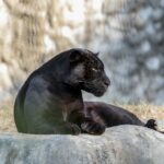 Bulgarii caută cu frenezie o panteră neagră văzută într-un parc (Video)