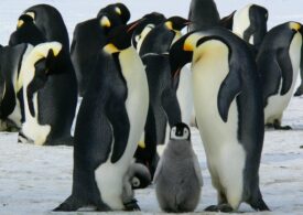 Încălzirea globală accelerează dispariția pinguinilor imperiali