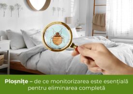Ploșnițe - de ce monitorizarea este esențială pentru eliminarea completă