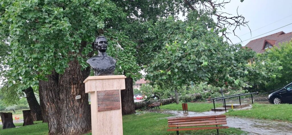 A mai căzut un plop la Plopii fără soț… Era declarat monument al naturii