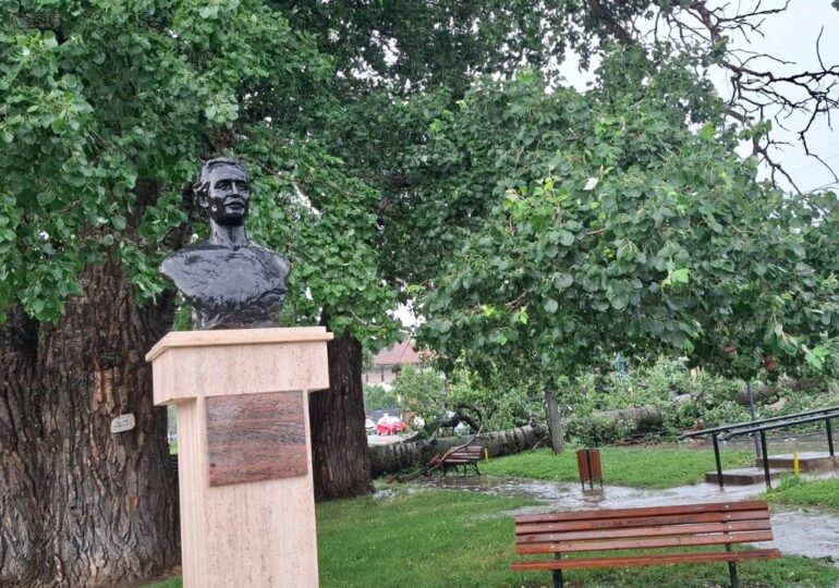 A mai căzut un plop la Plopii fără soț... Era declarat monument al naturii
