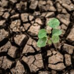 Schimbările climatice ne pun hrana în pericol: Porumbul și grâul, marii perdanți ai încălzirii globale
