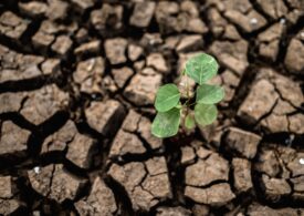 Schimbările climatice ne pun hrana în pericol: Porumbul și grâul, marii perdanți ai încălzirii globale