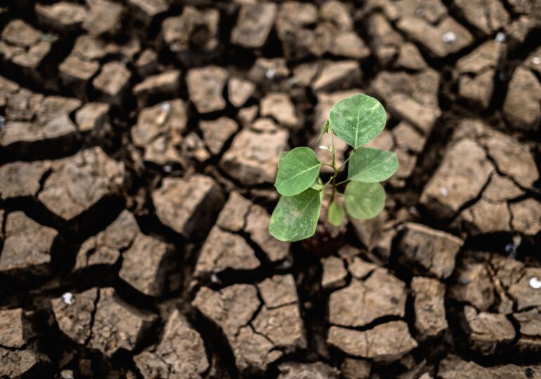 Schimbările climatice ne pun hrana în pericol: Porumbul și grâul, marii perdanți ai încălzirii globale