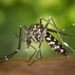 Cât de periculoase sunt insectele invazive în Europa și ce specie a ajuns în România