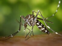 Cât de periculoase sunt insectele invazive în Europa și ce specie a ajuns în România