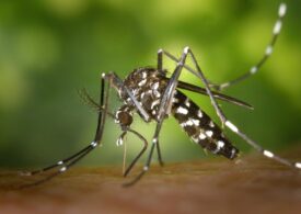 Cât de periculoase sunt insectele invazive în Europa și ce specie a ajuns în România