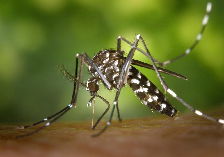 Cât de periculoase sunt insectele invazive în Europa și ce specie a ajuns în România