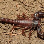 Ce poate face veninul scorpionului amazonian pentru cancer