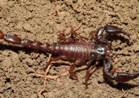 Ce poate face veninul scorpionului amazonian pentru cancer