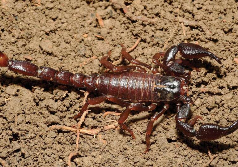 Ce poate face veninul scorpionului amazonian pentru cancer