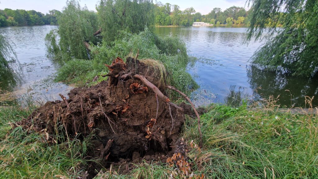 copac cazut Herastrau