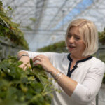 Acolo unde rodește gustul bun: Cum aduce Lidl pe rafturi căpșuni proaspete, produse tot anul în România