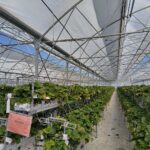 Ministrul Agriculturii anunță că serele și solariile fermierilor nu vor fi impozitate