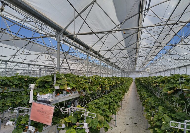 Ministrul Agriculturii anunță că serele și solariile fermierilor nu vor fi impozitate