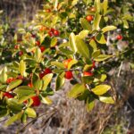 Planta care ar putea înlocui ceaiul sau cafeaua. Era folosită în America de Nord înainte de venirea coloniștilor. Ce proprietăți are