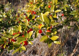 Planta care ar putea înlocui ceaiul sau cafeaua. Era folosită în America de Nord înainte de venirea coloniștilor. Ce proprietăți are