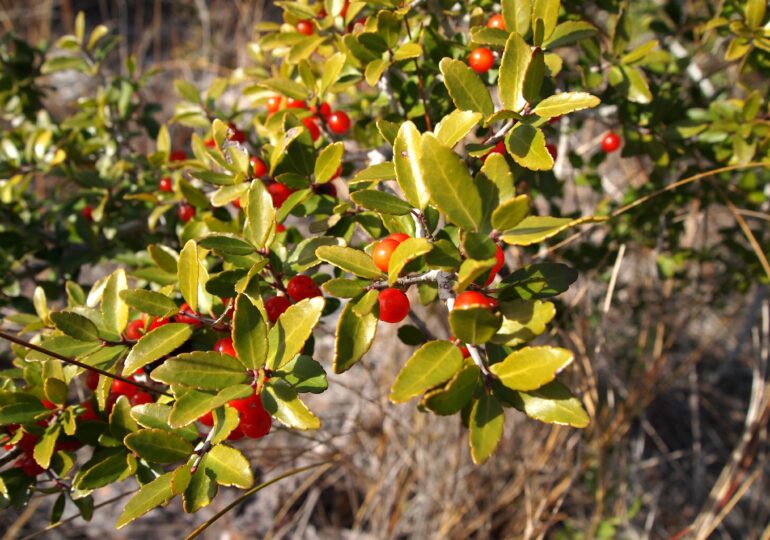 Planta care ar putea înlocui ceaiul sau cafeaua. Era folosită în America de Nord înainte de venirea coloniștilor. Ce proprietăți are