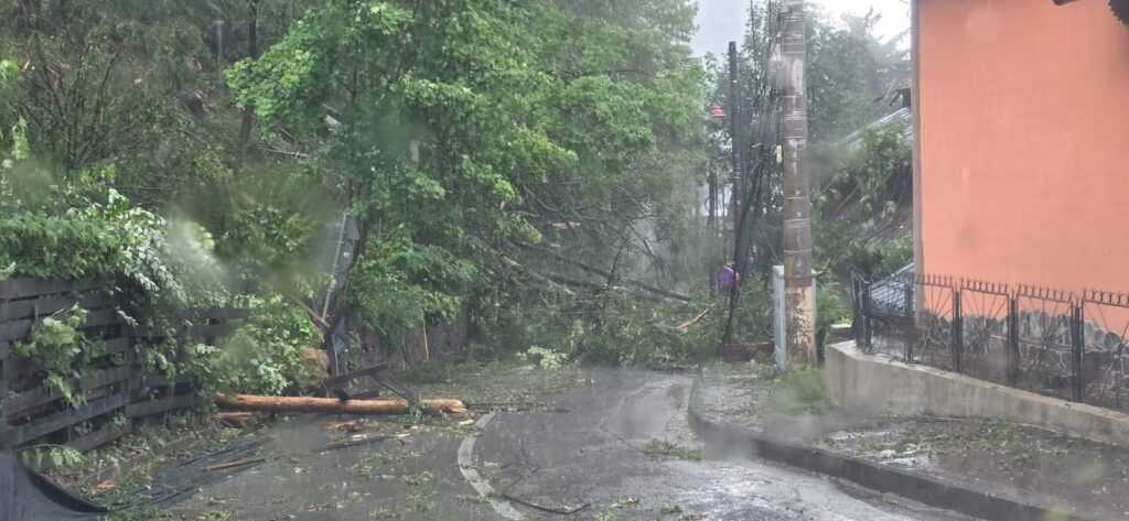 Sinaia copaci