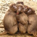 12 babuini au fost uciși la o grădină zoologică din Germania din cauza lipsei de spațiu