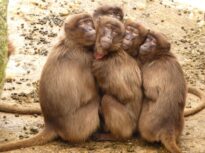 12 babuini au fost uciși la o grădină zoologică din Germania din cauza lipsei de spațiu