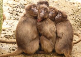 12 babuini au fost uciși la o grădină zoologică din Germania din cauza lipsei de spațiu