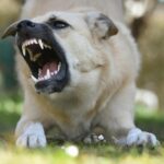 Primul deces provocat de rabie, în România, după 13 ani