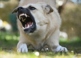 Primul deces provocat de rabie, în România, după 13 ani