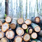 Simplificarea unei legi UE privind defrișările ar favoriza comerțul ilegal cu lemn din Rusia. România, printre susținătorii demersului