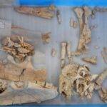 S-a descoperit o nouă specie de dinozaur, care ciripea la fel ca păsările