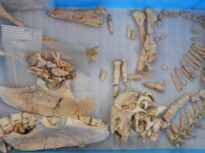 S-a descoperit o nouă specie de dinozaur, care ciripea la fel ca păsările