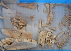 S-a descoperit o nouă specie de dinozaur, care ciripea la fel ca păsările