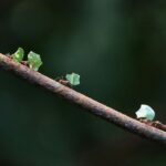 Oameni și furnici: Ce avem de învățat de la aceste insecte uimitoare