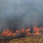 Peste 100 de incendii de vegetație în Bulgaria. Focul a distrus păduri și locuințe (Video)