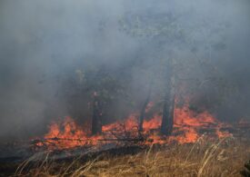 Peste 100 de incendii de vegetație în Bulgaria. Focul a distrus păduri și locuințe (Video)
