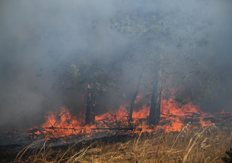 Peste 100 de incendii de vegetație în Bulgaria. Focul a distrus păduri și locuințe (Video)