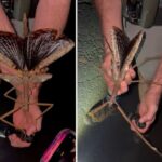 Insectă uriașă găsită în pădurile tropicale australiene. Are aproape jumătate de metru (Video)
