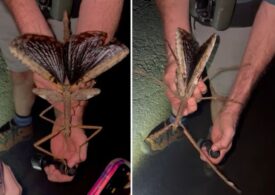 Insectă uriașă găsită în pădurile tropicale australiene. Are aproape jumătate de metru (Video)