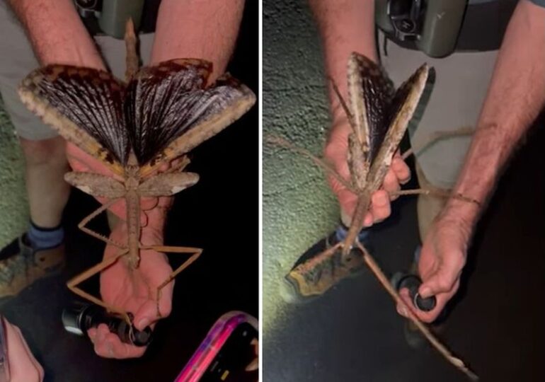 Insectă uriașă găsită în pădurile tropicale australiene. Are aproape jumătate de metru (Video)