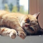 Majoritatea pisicilor dorm pe partea stângă și acum s-a descoperit de ce