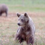 Unul dintre puii ursoaicei împușcate pe Transfăgărășan, salvat și dus la centrul din Zărnești