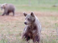 Unul dintre puii ursoaicei împușcate pe Transfăgărășan, salvat și dus la centrul din Zărnești