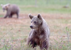 Unul dintre puii ursoaicei împușcate pe Transfăgărășan, salvat și dus la centrul din Zărnești