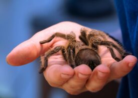 Tarantule ascunse în cutii de ciocolată