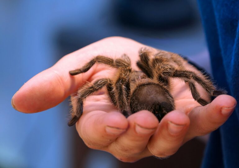 Tarantule ascunse în cutii de ciocolată