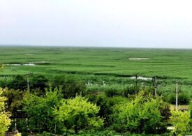 O pădure uriașă a apărut în locul distrus de război. Dar ar putea fi o bombă toxică cu ceas