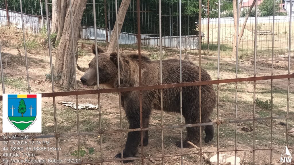 Grădină zoologică ilegală, în Dâmbovița, cu urși, căprioare, maimuțe și lei (Foto)